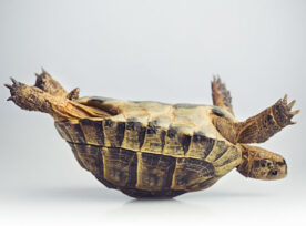 一只乌龟被困在背上的照片，说明了创意障碍的概念，需要帮助才能摆脱困境。