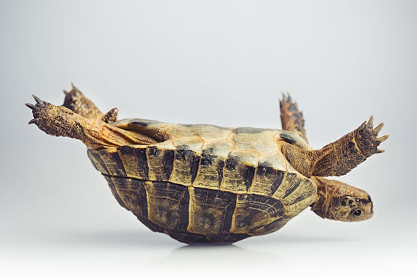 一只乌龟被卡在背上的照片，说明了创意障碍的想法，需要帮助才能摆脱卡在上面。